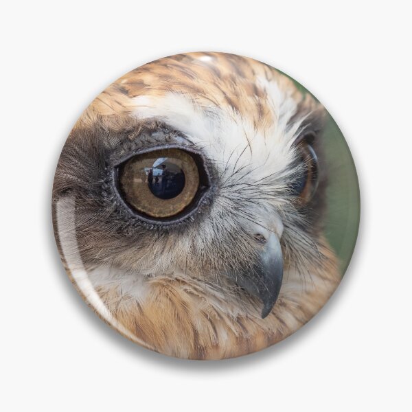 Item preview, Cute little Boobook Owl designed and sold by Peter Caddy.