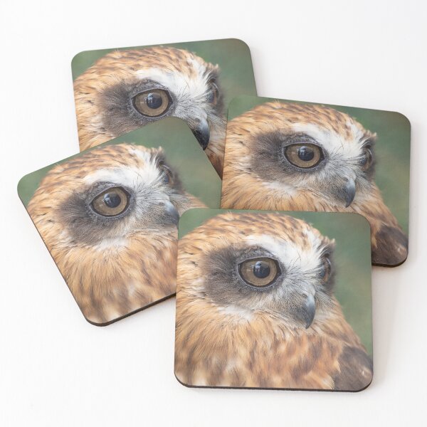Item preview, Cute little Boobook Owl designed and sold by Peter Caddy.