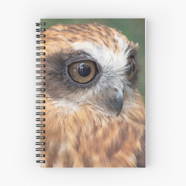 Item preview, Cute little Boobook Owl designed and sold by Peter Caddy.