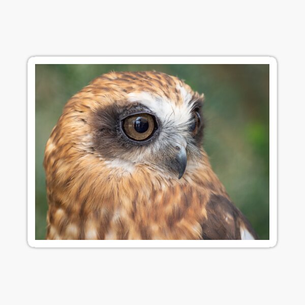 Cute little Boobook Owl Sticker