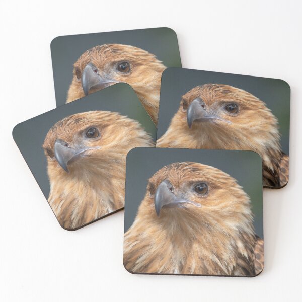 Item preview, Portrait Of a Whistling Kite designed and sold by Peter Caddy.