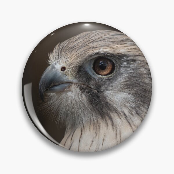 Artikelvorschau, Seitenprofil von Brown Falcon entworfen und verkauft von Peter Caddy.