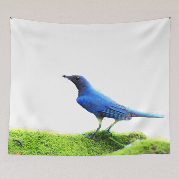 Item preview, The white-bellied blue flycatcher is called different places. It is commonly called Liuli Bird, Hong Kong is called Blue Yan, and Taiwan is called White-bellied Liuli. designed and sold by zenger2021.