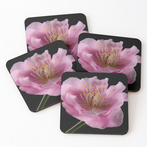 Item preview, Flowering Apricot designed and sold by OzPhotography.