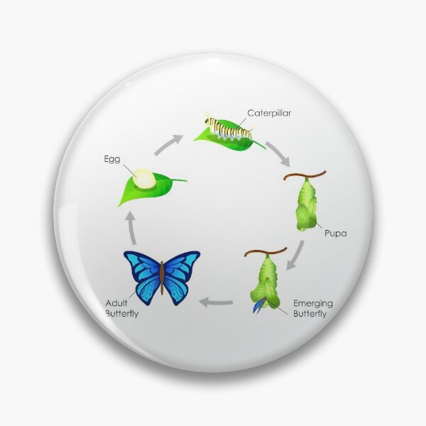 Item preview, Life Cycle of a Butterfly designed and sold by charmaine pettigrew.