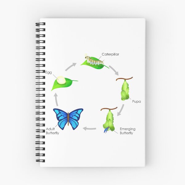 Item preview, Life Cycle of a Butterfly designed and sold by charmaine pettigrew.