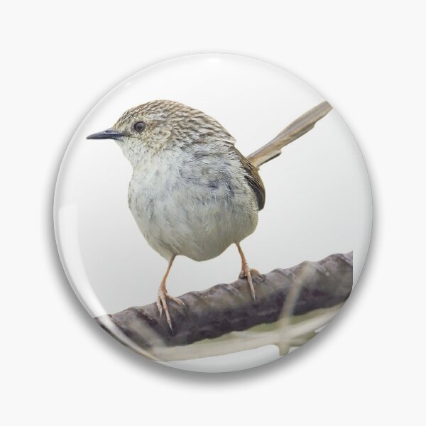 Item preview, Striped wren warbler (scientific name: Prinia polychroa): 17-19 cm in length, is a slightly larger dark brown wren with a long tail designed and sold by zenger2021.