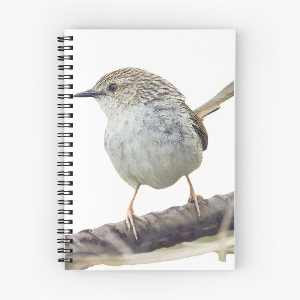 Item preview, Striped wren warbler (scientific name: Prinia polychroa): 17-19 cm in length, is a slightly larger dark brown wren with a long tail designed and sold by zenger2021.