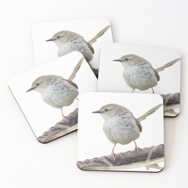 Item preview, Striped wren warbler (scientific name: Prinia polychroa): 17-19 cm in length, is a slightly larger dark brown wren with a long tail designed and sold by zenger2021.