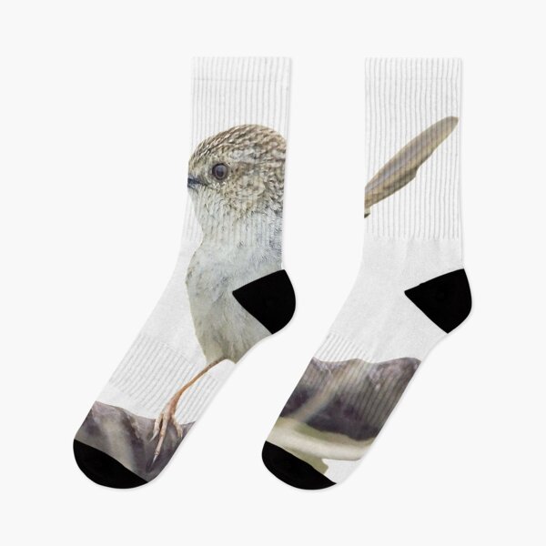 Item preview, Striped wren warbler (scientific name: Prinia polychroa): 17-19 cm in length, is a slightly larger dark brown wren with a long tail designed and sold by zenger2021.