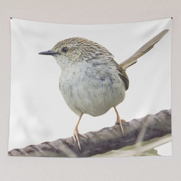 Item preview, Striped wren warbler (scientific name: Prinia polychroa): 17-19 cm in length, is a slightly larger dark brown wren with a long tail designed and sold by zenger2021.