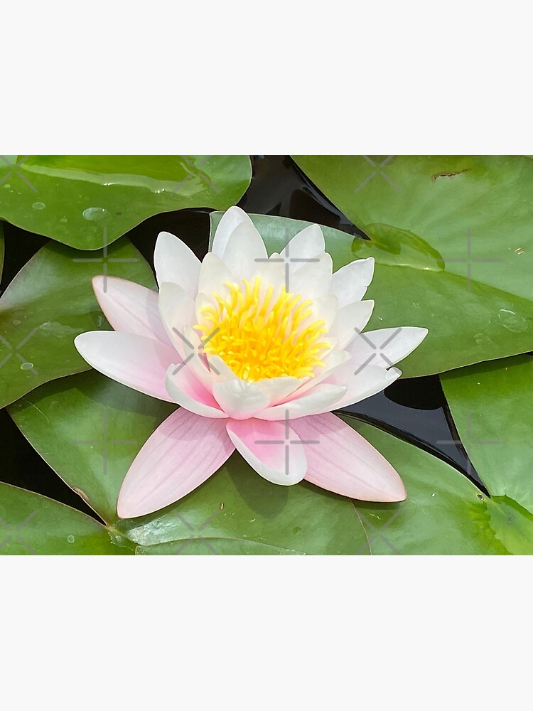 Low Key Enigma - White Water Lily Emerging from Silky Depths Art Print for  Sale by Georgia Mizuleva