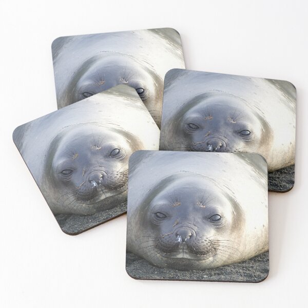 Item preview, Elephant seal pup fine art print designed and sold by thewildandice.