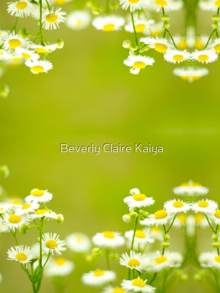 Philadelphia Fleabane Wildflowers in Soft Focus by beverlyclaire
