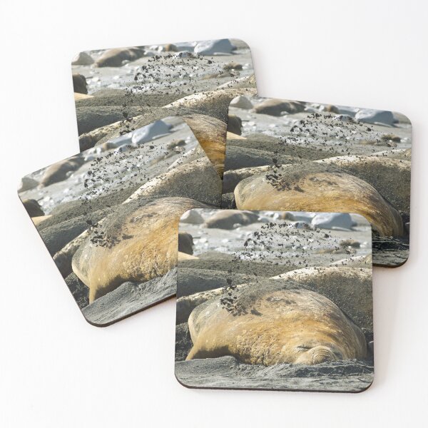 Item preview, Elephant seal: Ah-choo! designed and sold by thewildandice.