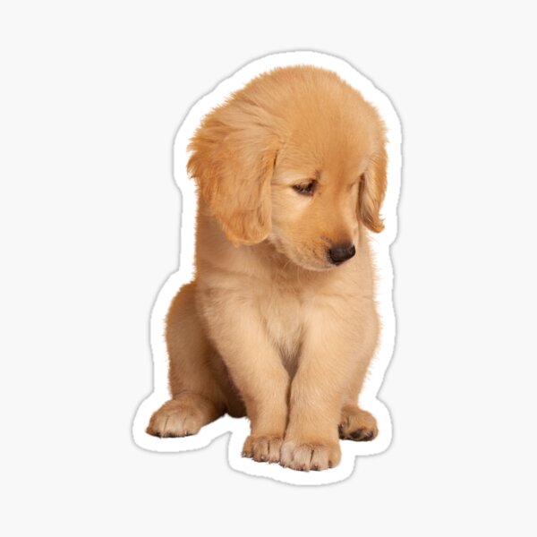 Item preview, Golden Retriever designed and sold by November17th.