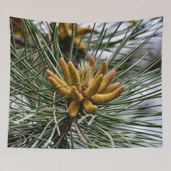 Item preview, Baby Pine Cones designed and sold by SRosuphotos.