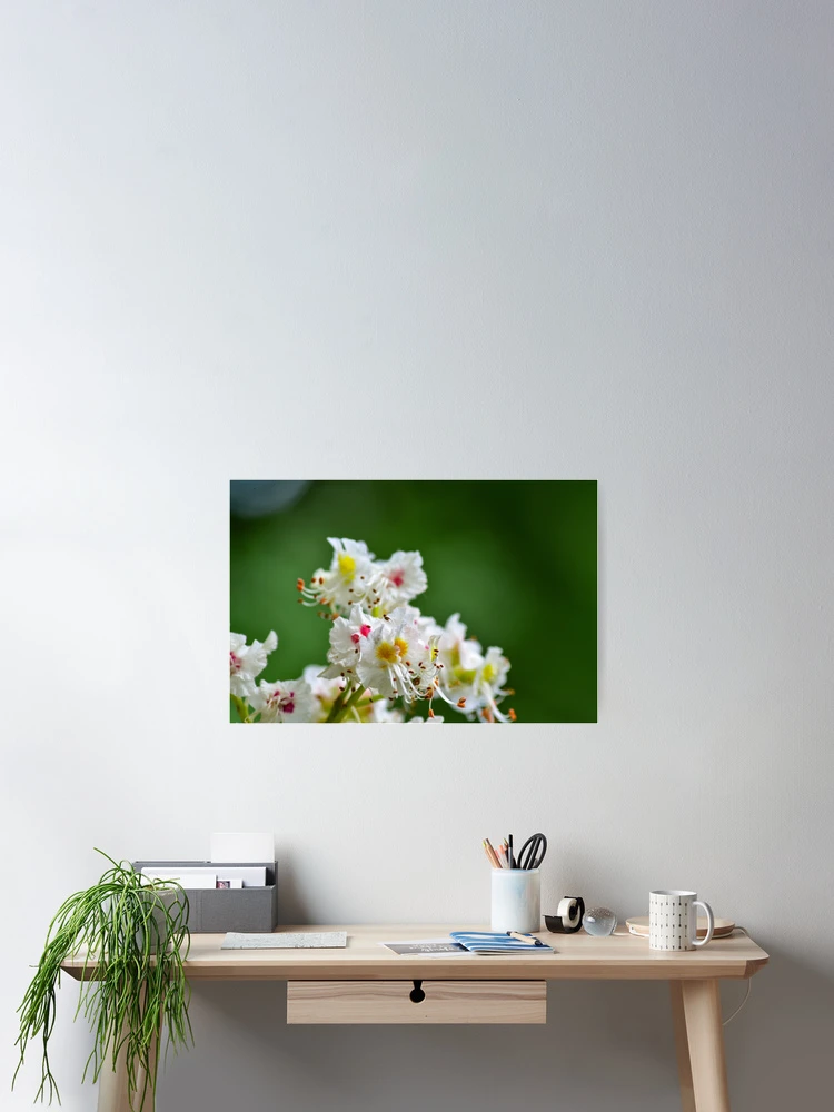 Thumbnail 2 of 3, Poster, Chestnut Spring designed and sold by SRosuphotos.