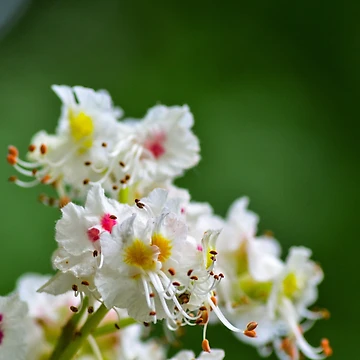 Artwork thumbnail, Chestnut Spring by SRosuphotos