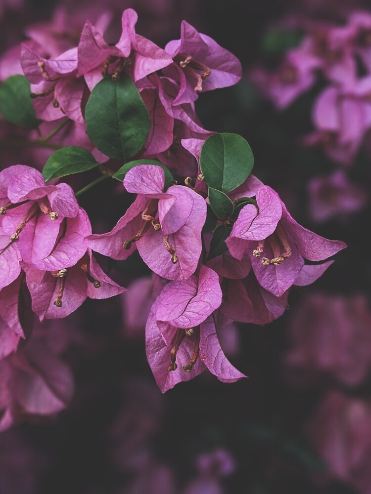 Floral Multipurpose by Claudiocmb