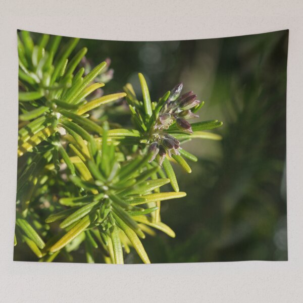 Item preview, Rosemary (Salvia rosmarinus) is a shrub with fragrant, needle-like leaves and white, pink, purple, blue flowers. Macro photo. Plant close-up. Bokeh. Sunny after the rain. Wet plant and little windy. designed and sold by Maurizio Fabbroni.