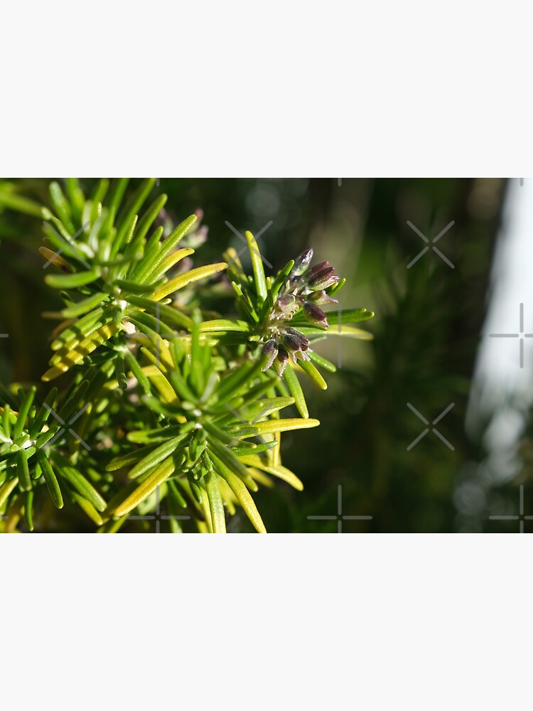 "Rosemary (Salvia rosmarinus) is a shrub with fragrant, needlelike