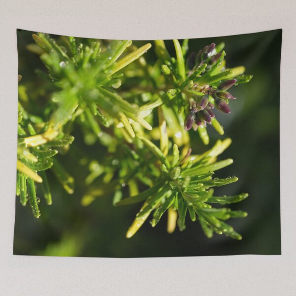 Item preview, Rosemary (Salvia rosmarinus) is a shrub with fragrant, needle-like leaves and white, pink, purple, blue flowers. Macro photo. Plant close-up. Bokeh. Sunny after the rain. Wet plant and little windy. designed and sold by Maurizio Fabbroni.