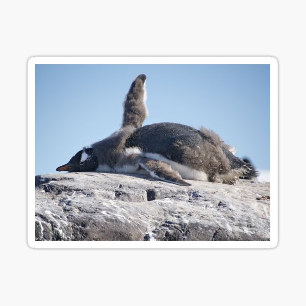 Item preview, Tired, but still wanna say hi (gentoo penguin) designed and sold by thewildandice.