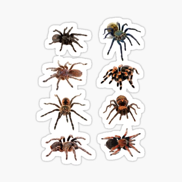 Item preview, Tarantulas designed and sold by inspireddezigne.
