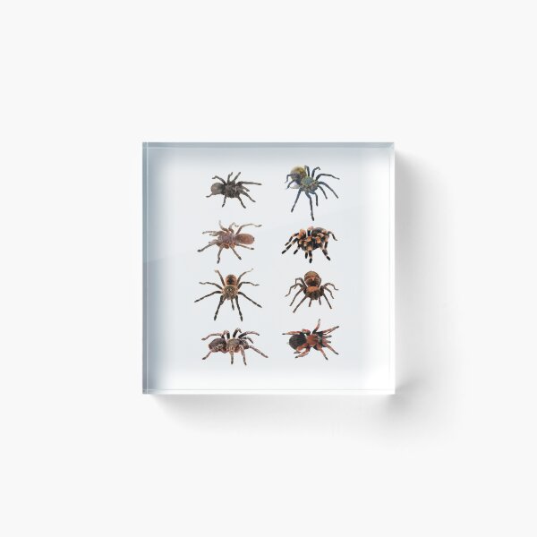 Item preview, Tarantulas designed and sold by inspireddezigne.