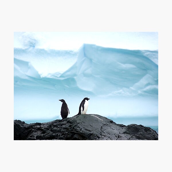 Item preview, Adelie penguins with blue ice backdrop designed and sold by thewildandice.