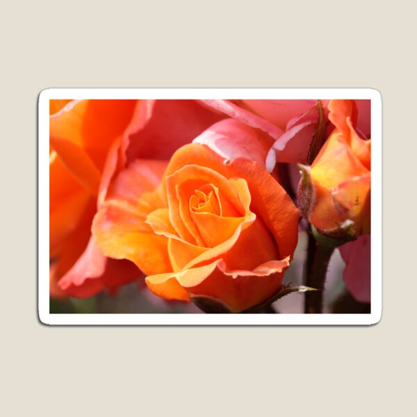 Item preview, A Rose Amongst the Thorns designed and sold by Richard Keech.