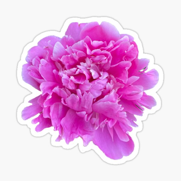 Aperçu de l'œuvre Pion fleur rose créée et vendue par Portishop.