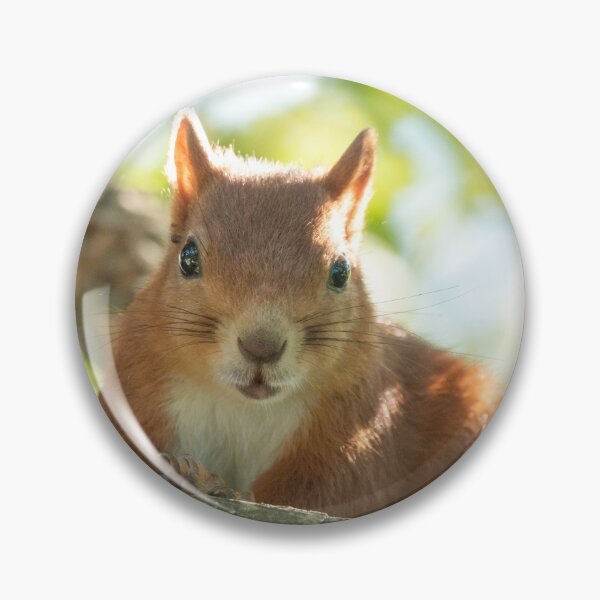Item preview, Peak a boo Squirrel-Funny-Animal designed and sold by RolandWidin.
