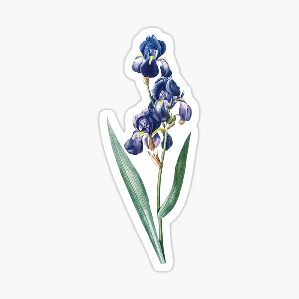 Aperçu de l'œuvre Illustration d'iris vintage créée et vendue par elinaarbidane.