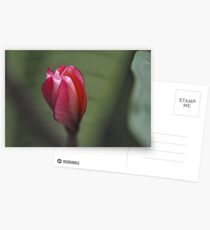 Be with you, solo flower: Got Featured Work:) Postcards