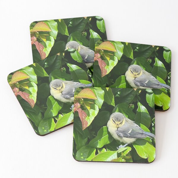 Item preview, TAMalloyPhoto - NEWLY FLEDGED BLUETIT designed and sold by TAMalloyPhoto.