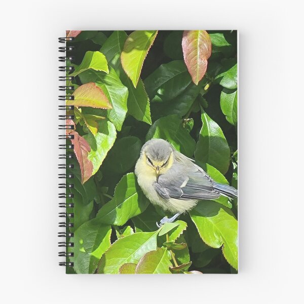 Item preview, TAMalloyPhoto - NEWLY FLEDGED BLUETIT designed and sold by TAMalloyPhoto.