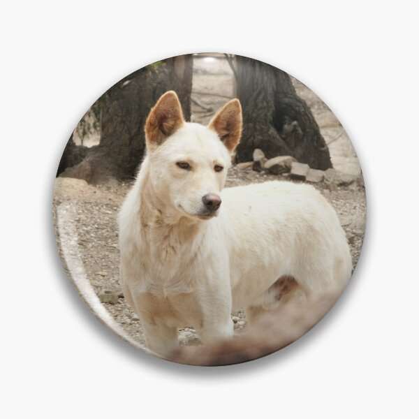 Item preview, Bruce's Dingo designed and sold by Tiffany Dryburgh.