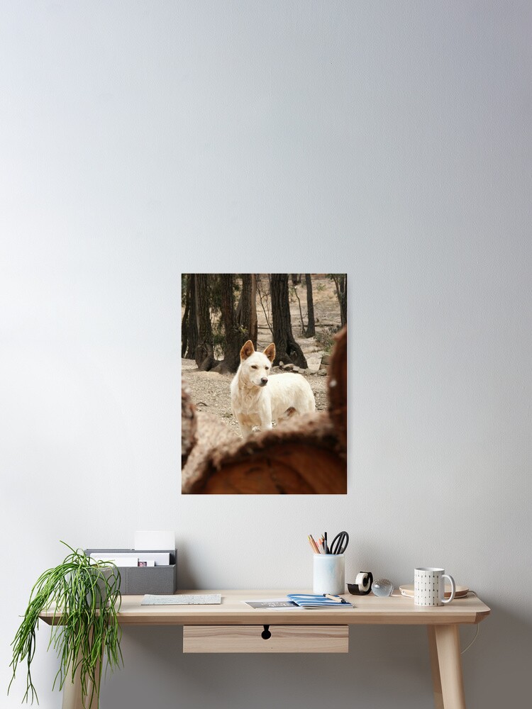 Thumbnail 1 of 3, Poster, Bruce's Dingo designed and sold by Tiffany Dryburgh.