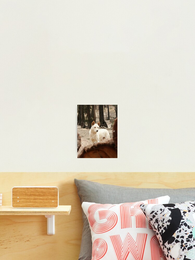 Thumbnail 1 of 3, Photographic Print, Bruce's Dingo designed and sold by Tiffany Dryburgh.