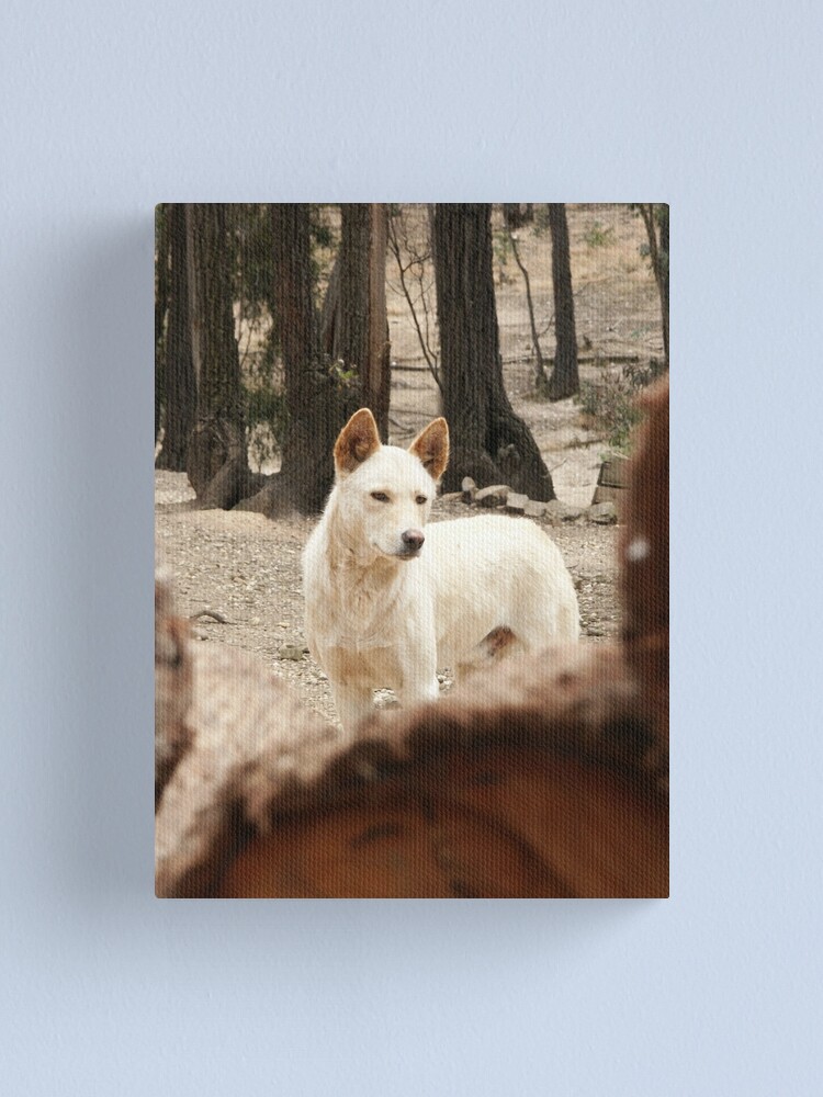 Thumbnail 2 of 3, Canvas Print, Bruce's Dingo designed and sold by Tiffany Dryburgh.
