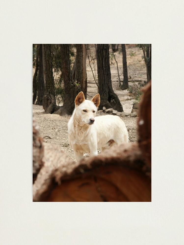 Thumbnail 2 of 3, Photographic Print, Bruce's Dingo designed and sold by Tiffany Dryburgh.