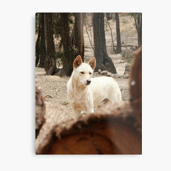 Metal Print