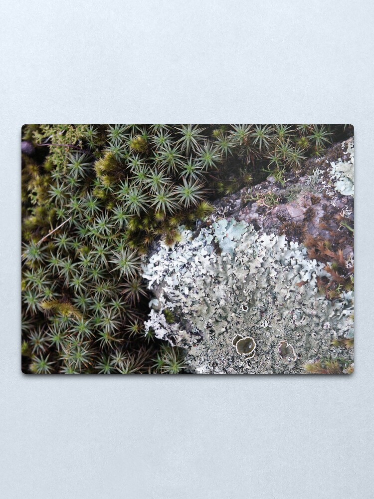 Alternate view of Lichen & Moss Metal Print
