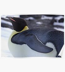Emperor Penguin Poster