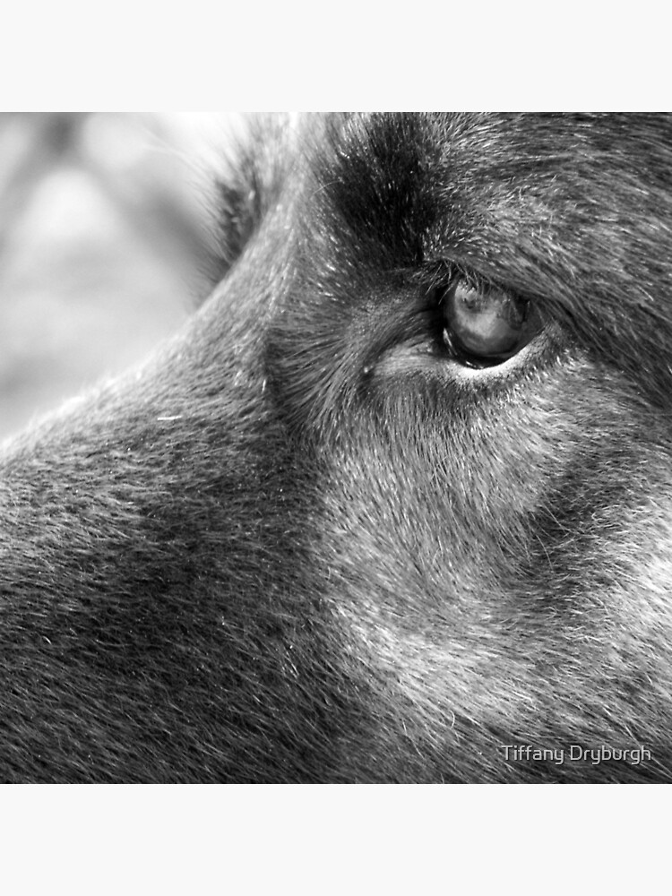 A Steady Gaze by Tiffany