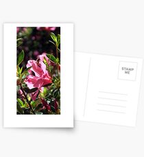 Nectar Postcards