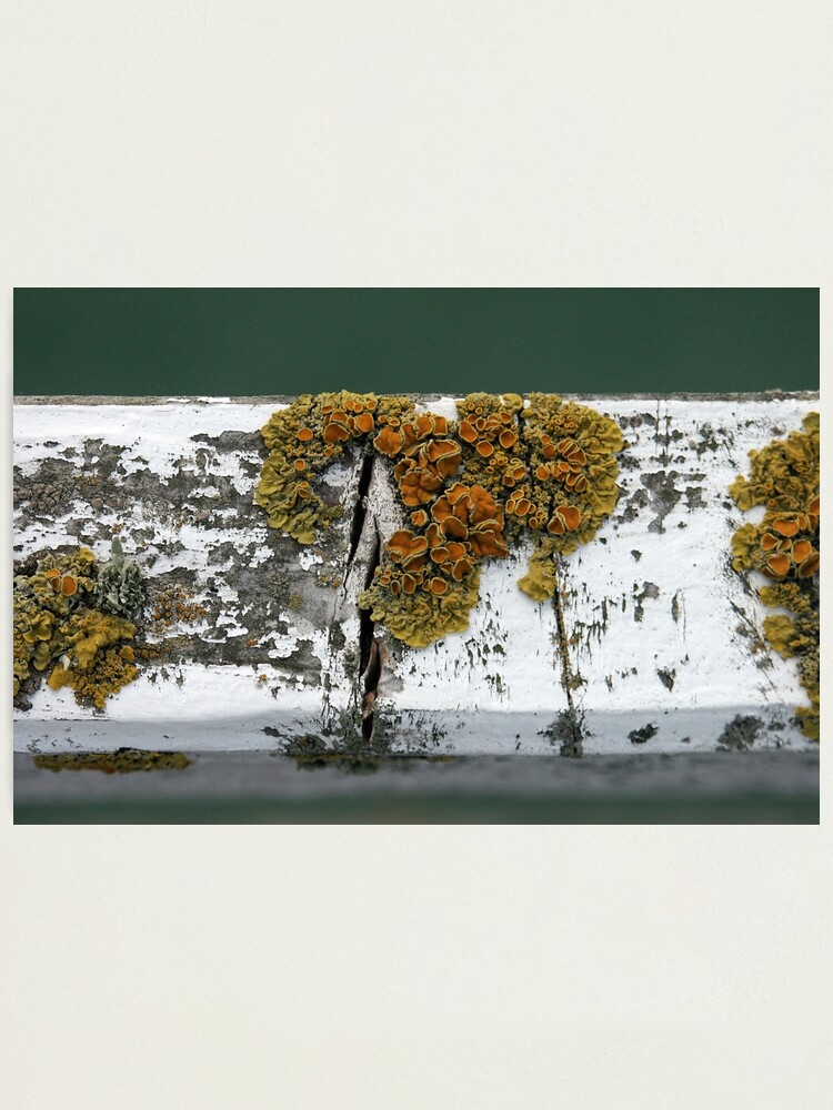 Photographic Print, Lichen designed and sold by Tiffany Dryburgh