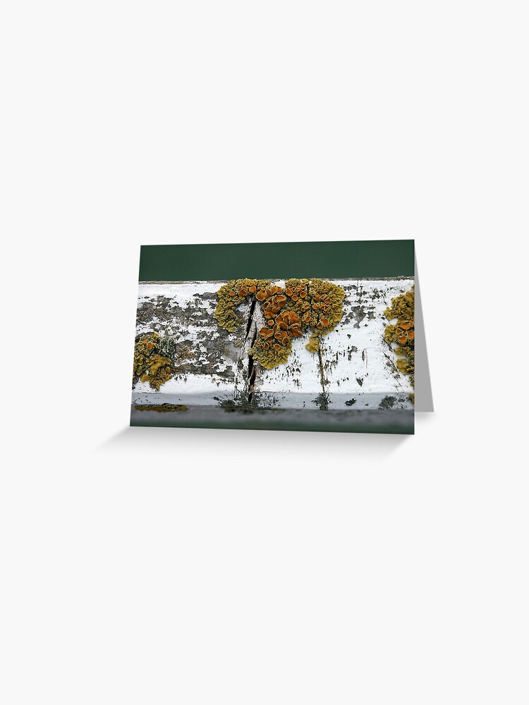 Thumbnail 1 of 2, Greeting Card, Lichen designed and sold by Tiffany.